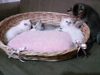 British longhair pamuk şekerler yeni ailelerini bekliyor