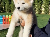 JAPON AKİTA INU YAVRULARİ İSTANBUL 