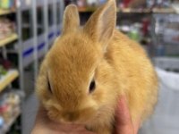 CÜCE NETHERLAND DWARF TAVŞAN YAVRULARIMIZ