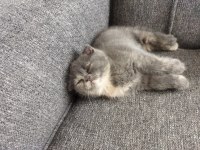 2 aylık yavrularımıza son iki adet dişi aile arıyoruz kedime