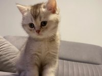Orijinal British Shorthair