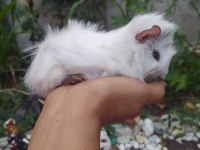 Erkek uzun tüy yavru guinea pigler