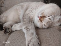 British shorthair bluepoint erkek kedimizi sahiplendirmek