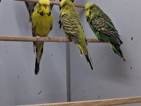 Show Jumbo Muhabbet Kuşları
