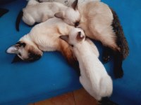 Safkan yavru siyam kedisi