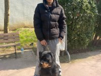 Rottweiler uygun dişi
