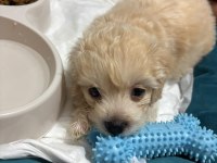 2 aylık toy poodle