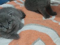 Tatlış british shorthair miniklerimiz