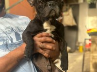 Ücretsiz fransız bulldog