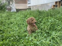 MİNYATÜR POODLE ERKEK