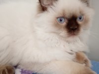 British longhair oğlumuza eş arıyoruz