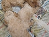 Maltipoo dişi erkek kardeşler