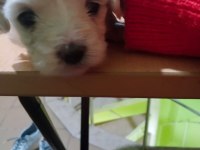 Maltese terrier yavrular