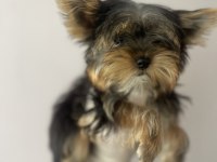 (A) kalite ırk güzeli yorkshire terrier