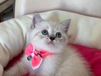 British Shorthair Dişi Yavrumuza Yuva Uyguna
