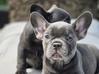 Blue French Bulldog Yavruları İstanbul 