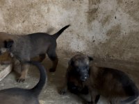 Yeni doğan belçika kurdu yavrularım