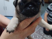 Kendi Evimin Üyesi Pug Üretici Değilim
