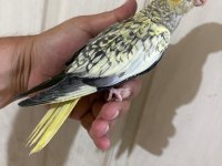 48 GÜNLÜK PEARL BEBEK SULTAN PAPAĞANI