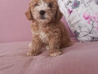 Kg garantili maltipoo