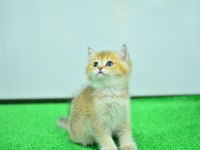 Şampiyon soyundan ny 11 golden british shorthair