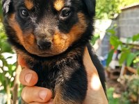 40’günlül rottweiler dişi