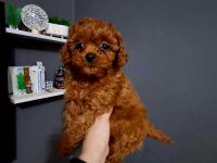 KORE KAN ERKEK VE DİŞİ YAVRU POODLE