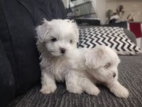 Teacup maltese bebeklerimiz