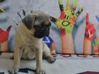3 adet dişi pug bebek