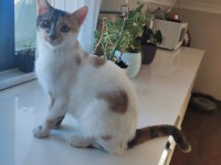 1 yaşında calico iki kız kardeş kediler
