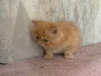 Portakal gibi prenses İran kedisi
