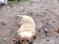 Golden retriever kırması 2 aylık yavrular