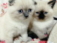 Scottish Fold Yavrular