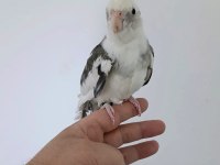 Konuşan white face sultan papağanı erkek
