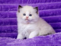 Bebek Surat Ragdoll güzeli