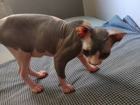 Sphynx 20 mayıs doğumlu oğlumuz