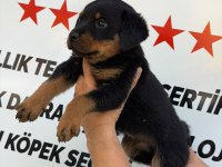 A KALİTE ROTTWEİLER ERKEK YAVRU