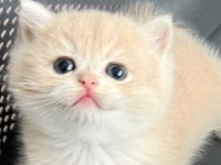 British Shorthair Ny Ay bebekler