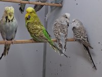 Show jumbo muhabbet kuşları