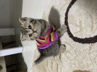 Sahibinden Golden Black Tabby British Shorthair Erkek Yavru