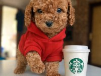 Mağazamızdan Red Brown Toy Poodle