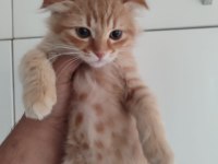 Aşıları ve Eğitimleri Tam aşırı uyguna scottish fold