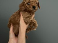 Dişi 0 numara toy poodle bebeği