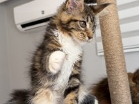 Xxxl Maine Coon 2209 Dişi
