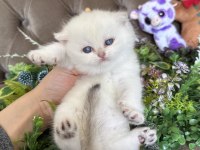 Yüksek Kalite Tombiş British Shorthair
