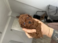 Kore Poodle