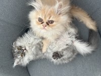 Erkek İran Kedisi Yavrular