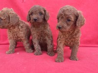 Kaliteli Poodle Yavrularımız