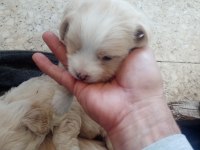 30 günlük maltese yavrularımız