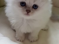 Scottish straight beyaz longhair ve shorthair fold